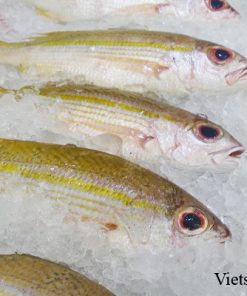 Cá Róc – Vietseafoods