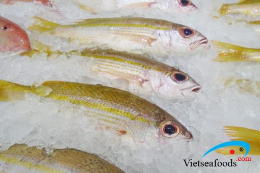 Cá Róc – Vietseafoods