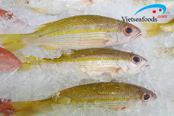 Cá Róc – Vietseafoods