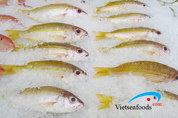 Cá Róc – Vietseafoods